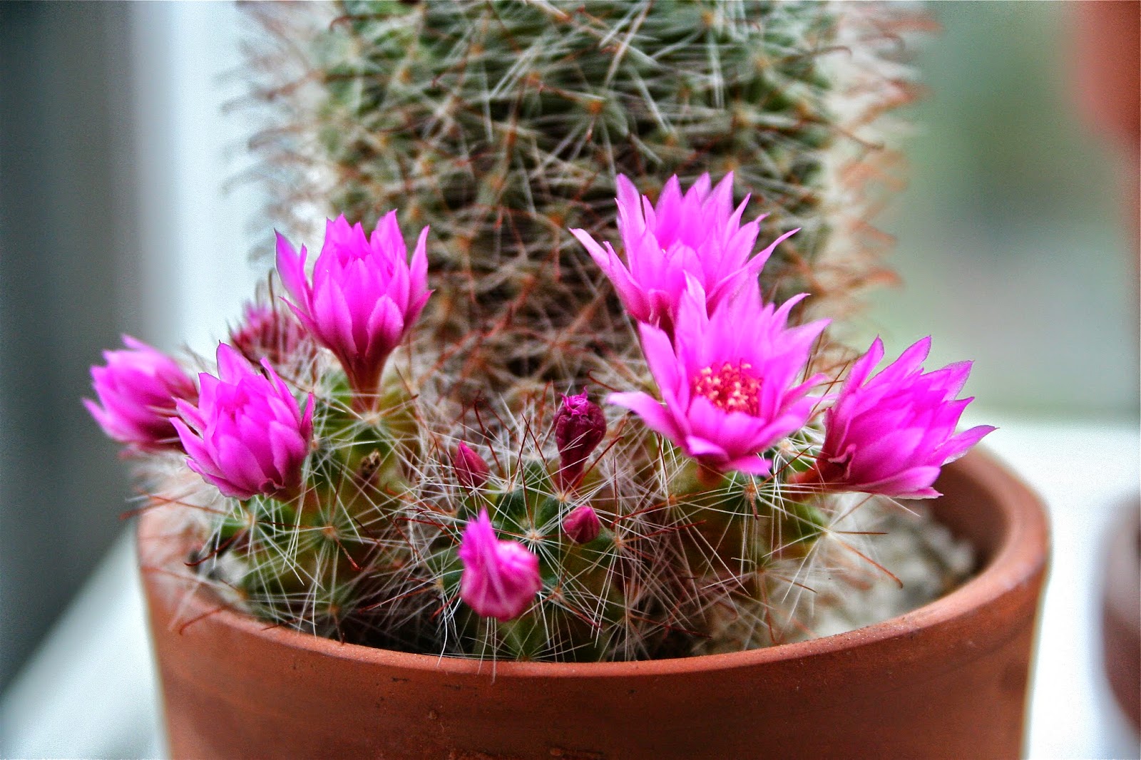 Science with Ms. Seitz FLOWERING CACTI