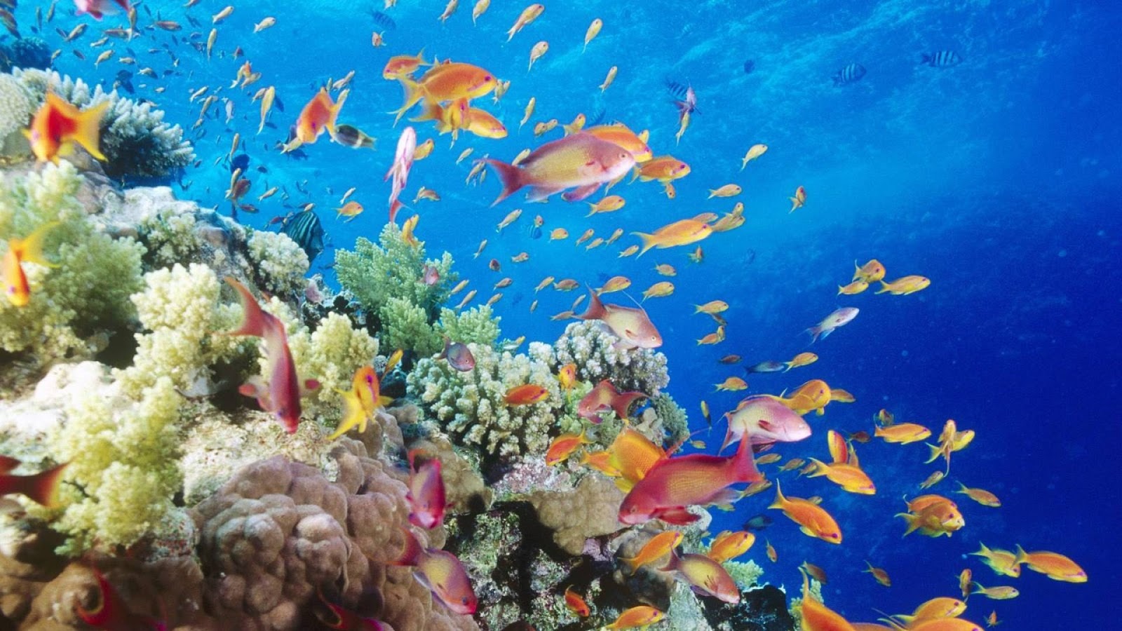 Te lo digo y te lo comento: Cuidando a los peces tropicales