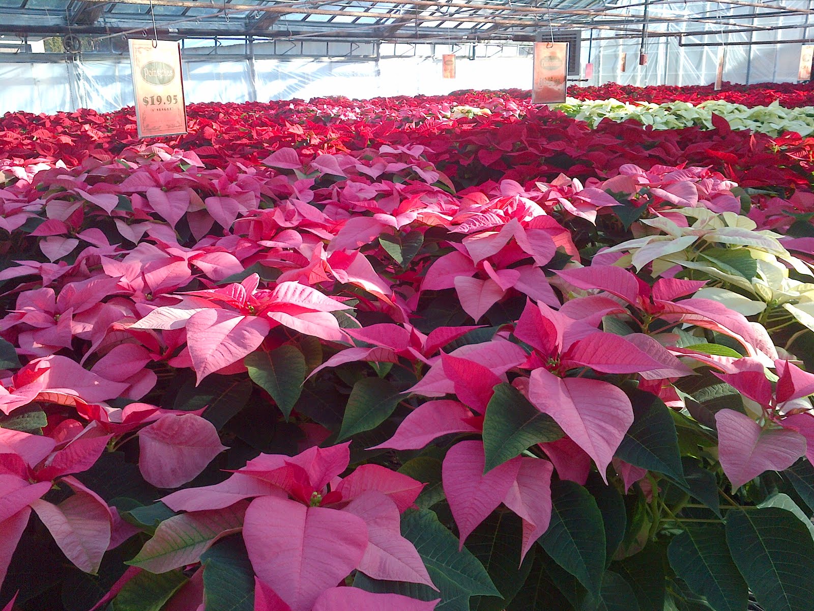 Poinsettias....and lots of them