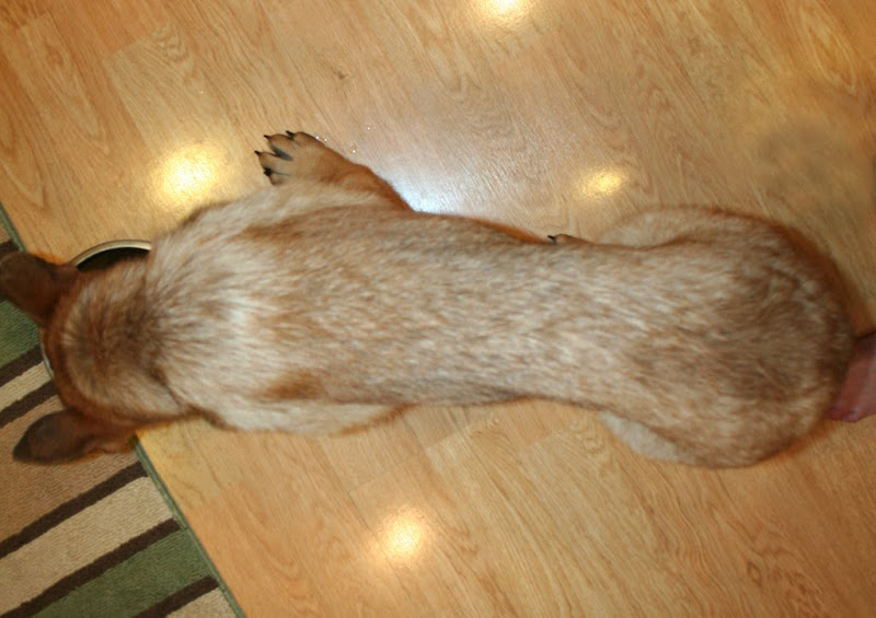 photo from above of kira eating her kibble in the kitchen, she is very slim with a pronounced waist