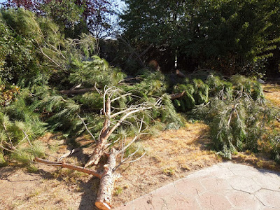 Parts of Removed Pine Tree, © B. Radisavljevic
