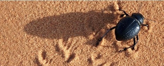 Hessenjaeger 06 2017 E Paper