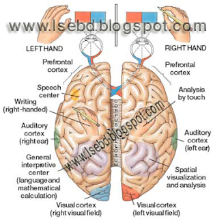 Our mind is very complicated with so many neuron of brain parts. We