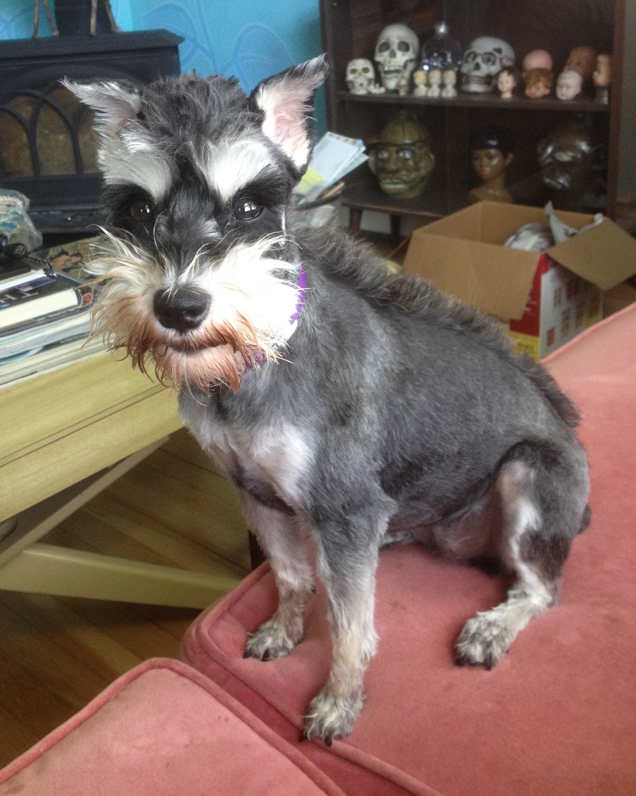 schnauzer mohawk cut