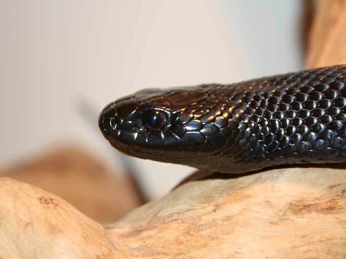 Snakes Black King Snake