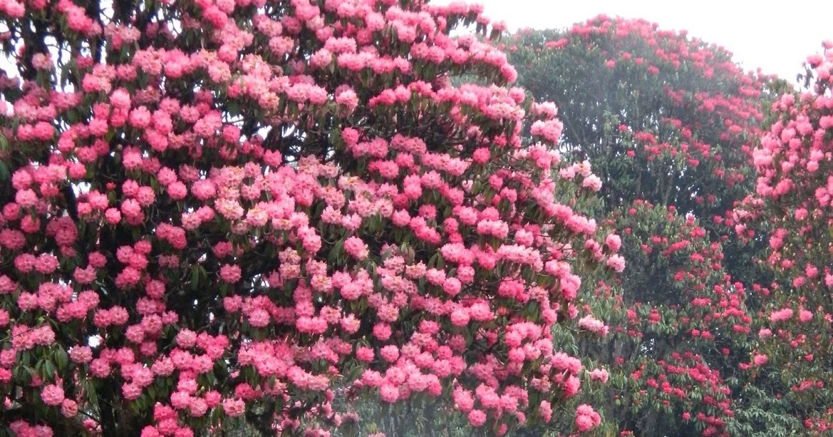 Rendezvous With Rhododendrons #5 - Path To The Sky!