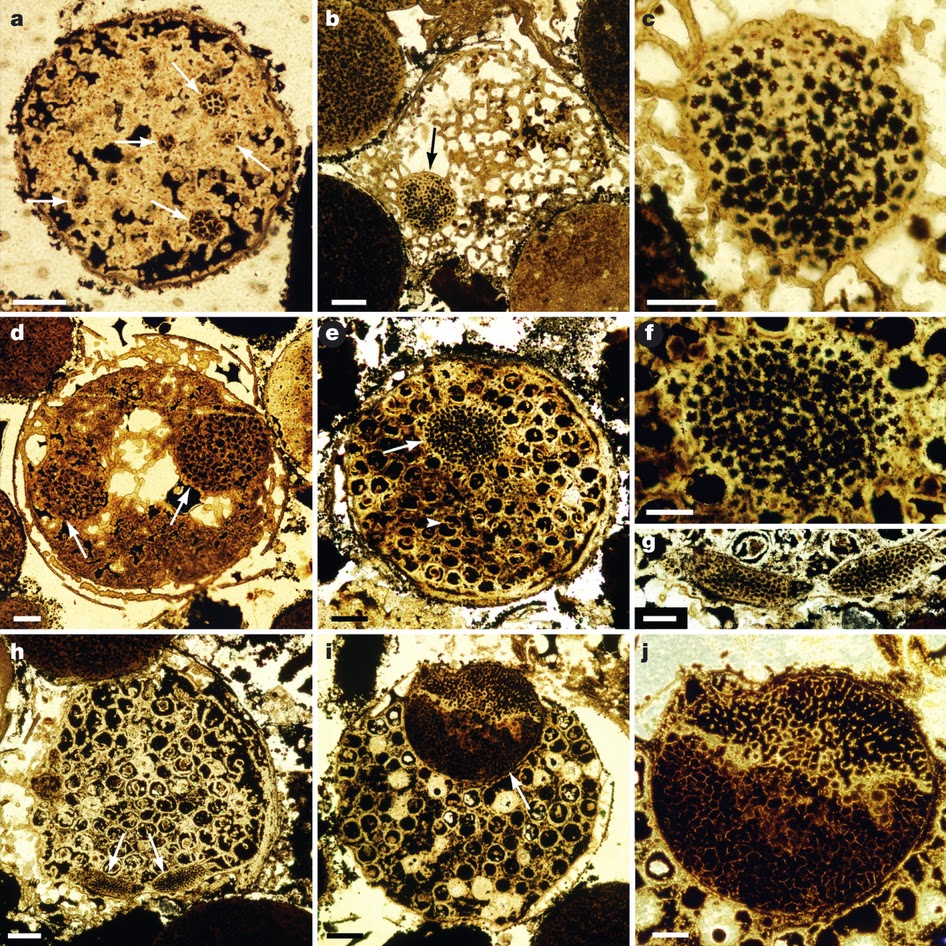 The Dragon's Tales Evidence Ediacaran NeoProterozoic Doushantuo Embryo