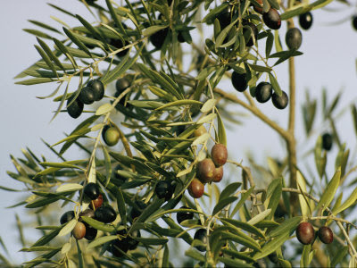 joe-scherschel-close-view-of-olive-tree-branches.jpg