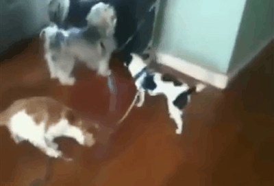 Funny animal gifs - part 114 (10 gifs), funny cat and dog