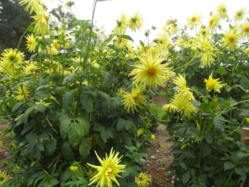 Australian Dahlias and Tubers Dahlia Tuber Sales 2014 Portland Dahlia