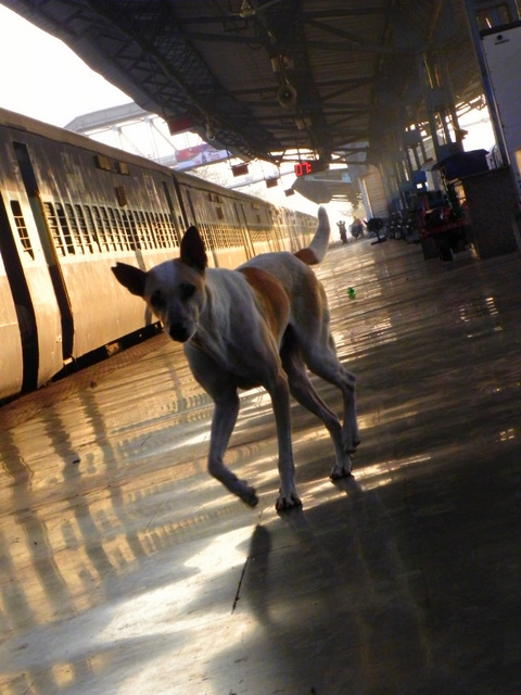 INDIA:  A new friend at a train station. / @JDumas