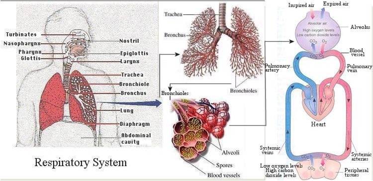 Internal External Respiration