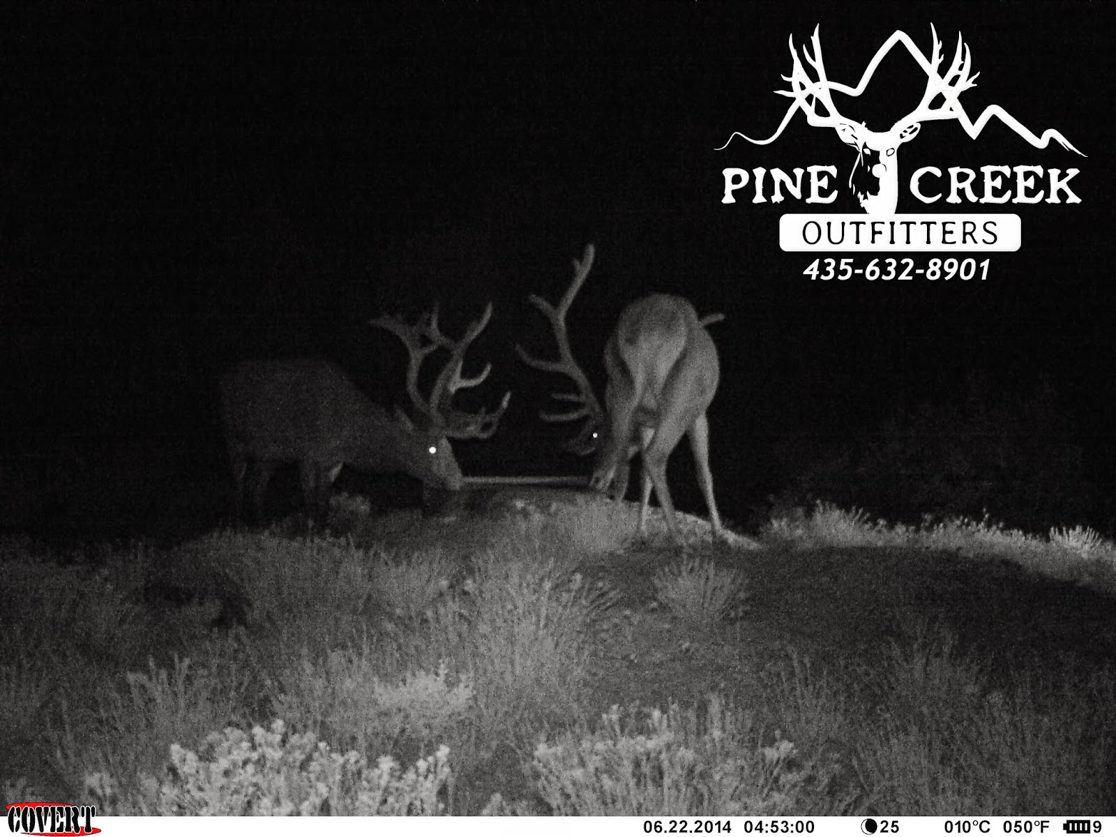 Pine Creek Outfitters Latest Elk Trail Camera Pictures