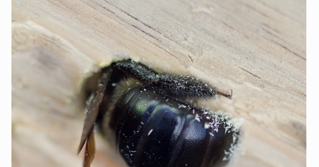 jeremy richter photography blog The Burrowing of the Carpenter Bee