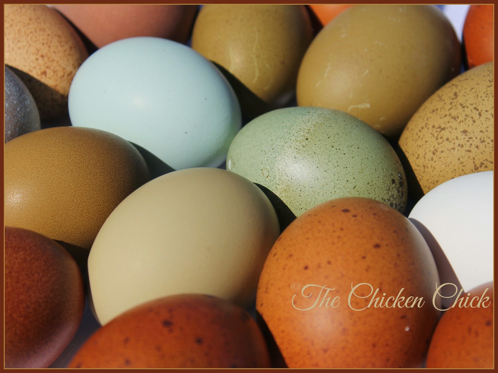 Fascinating Facts about Eggs with an EggLaying VIDEO! The Chicken Chick®