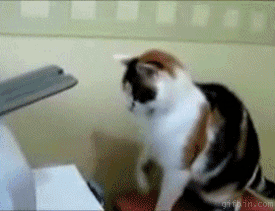 [Image: funny-cat-gifs-034-009.gif]