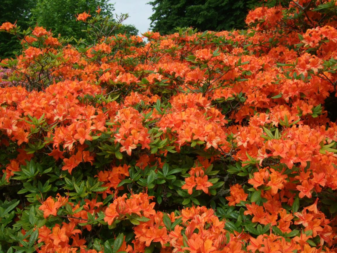 Alternative Eden Exotic Garden Azaleas at Kew Gardens