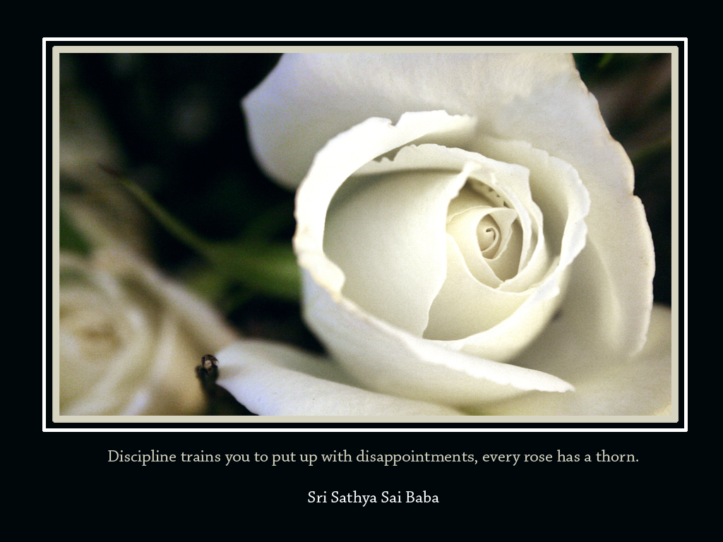 White Rose Quotes. QuotesGram