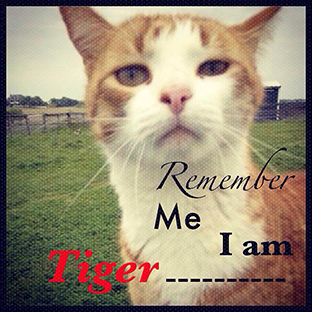 #JusticeForTiger