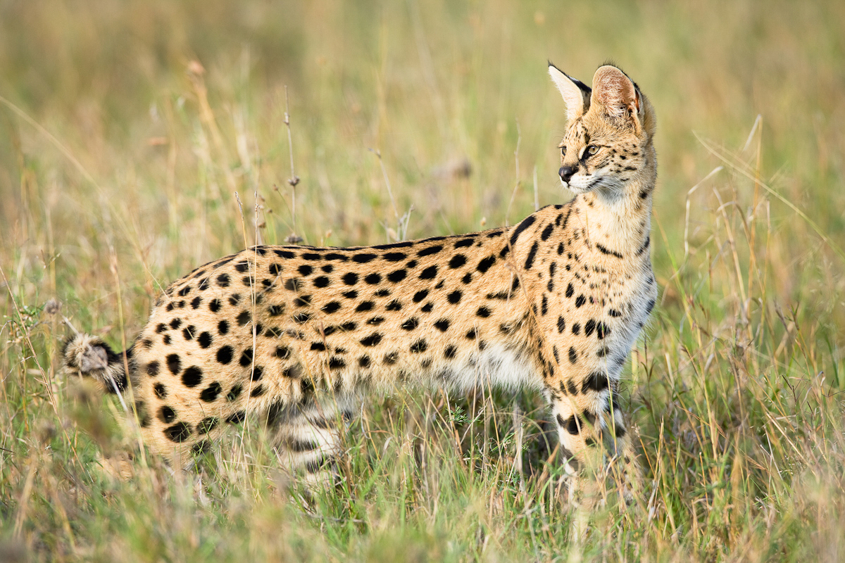 Amazing African Animals The African Small Cats; Beautiful dangerous