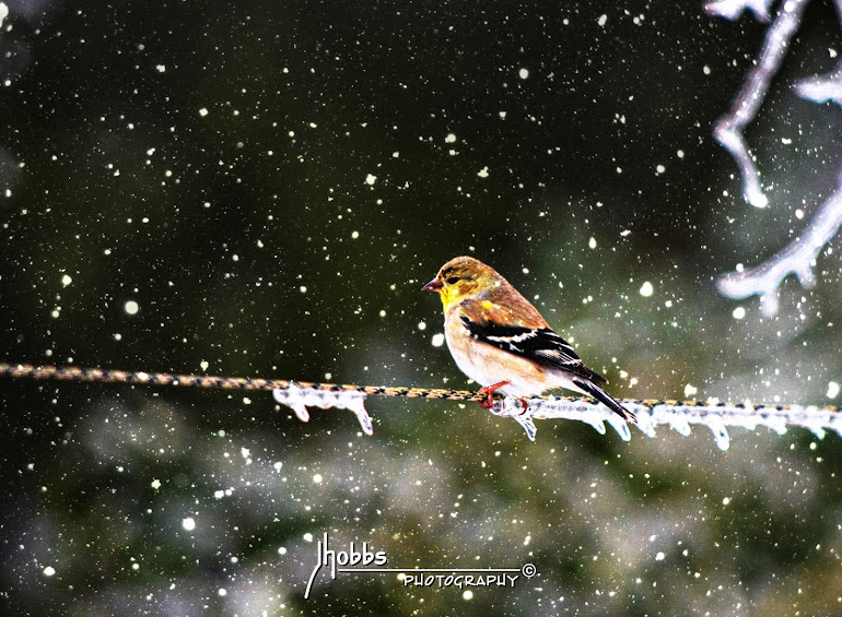 American Goldfinch