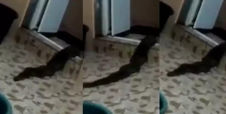 Άγνωστο πλάσμα σαν φίδι σε μια τουαλέτα στη Μαλαισία!! VIDEO Άγνωστο πλάσμα σαν φίδι σε μια τουαλέτα στη Μαλαισία!! VIDEO