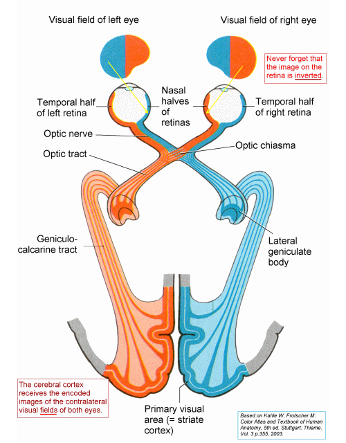 How to perform a Clinical Eye Exam IVLine