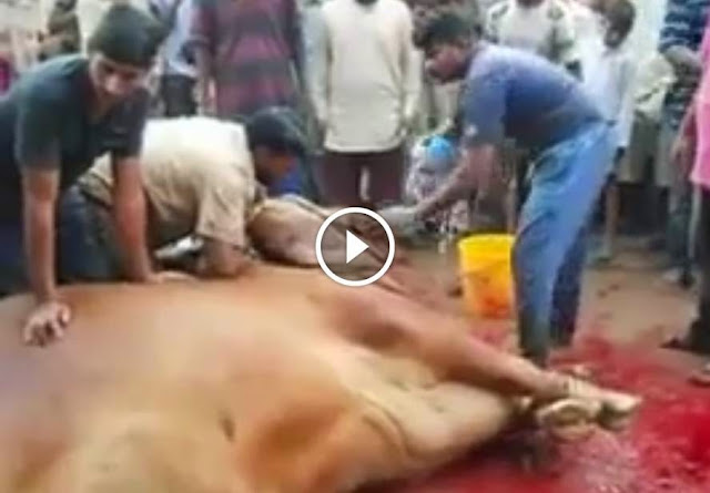 Bakra Qurbani, Imran Khan's Massive Cow Qurbani Eid Qurbani 2014 2013, Bakra Qurbani, Imran Khan's Massive Cow Qurbani Eid Qurbani 2014 2014,