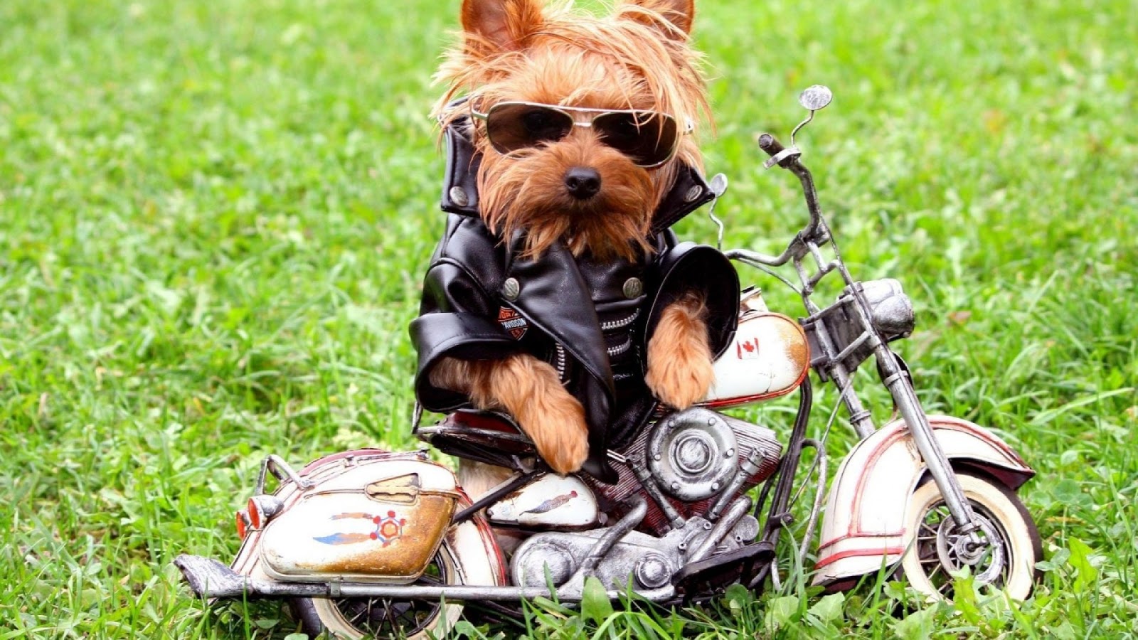 Amazing Funny Wallpapers Widescreen