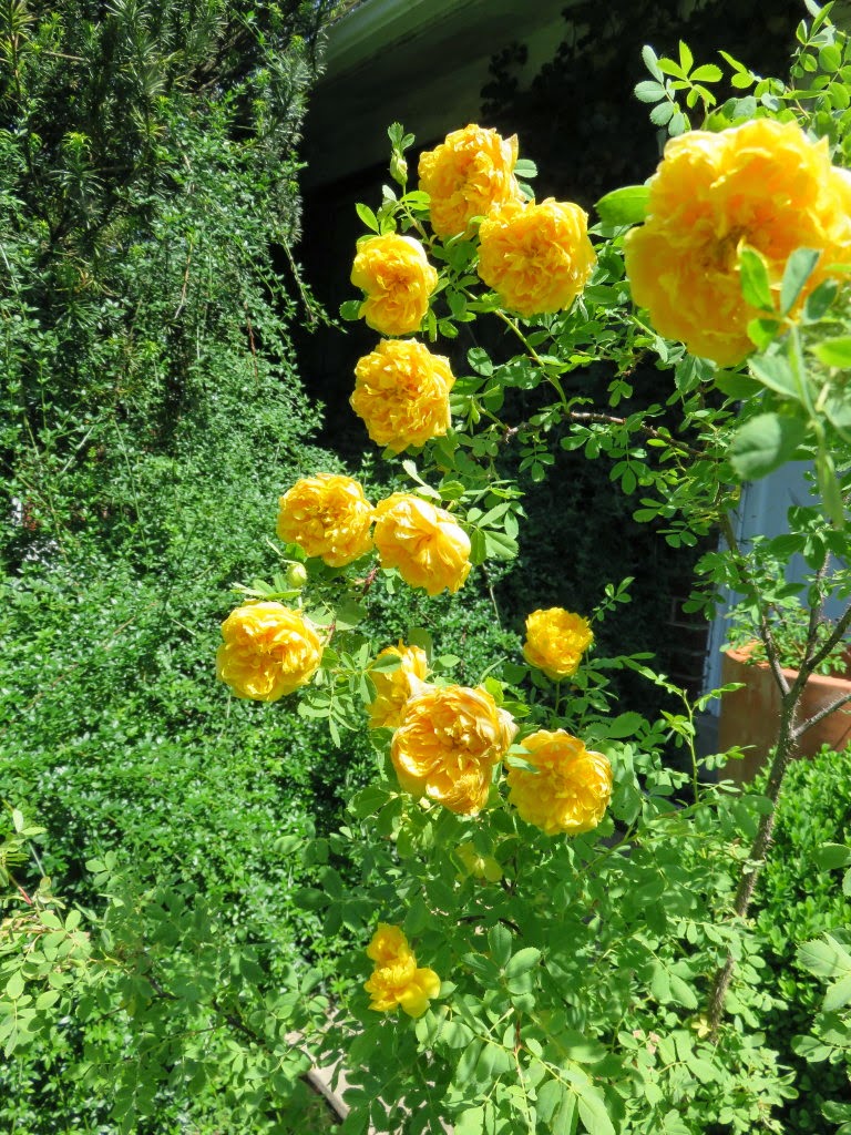 My Virtual Maryland Garden: Rosa hemisphaerica The Sulfur Rose