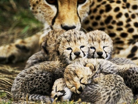 baby_cheetahs.jpg