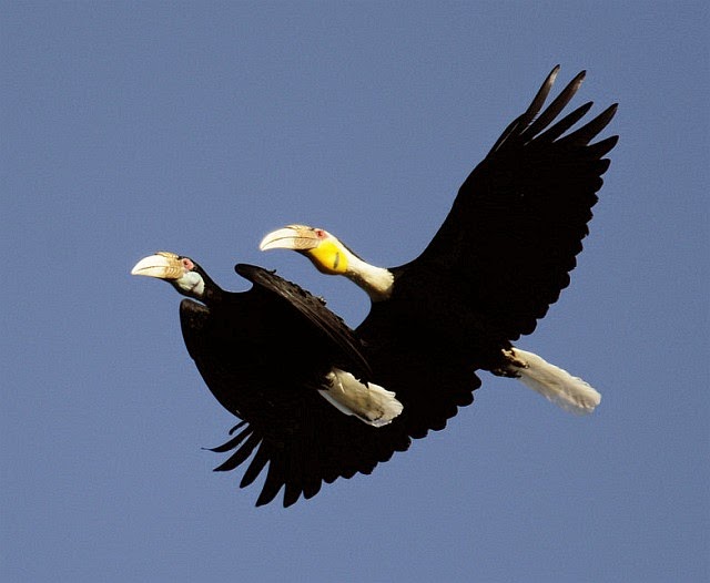 Julang Emas Burung Yang Setia Info Pendidikan Dan Biologi