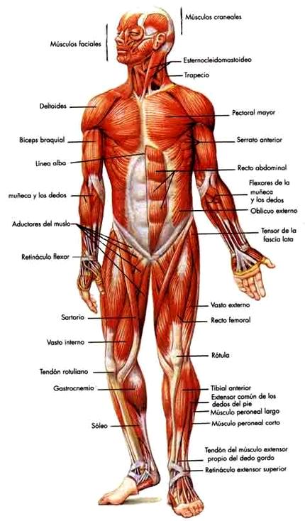 SISTEMA MUSCULAR Sistema Muscular