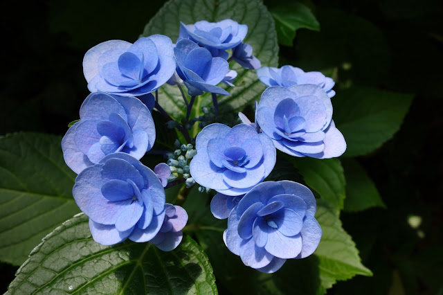 Hydrangea Ajisai Festival Toshimaen