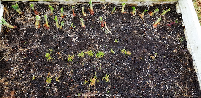 Gardening in Winter: A  Cold Frame Story www.HensleeFarmAdventures.com