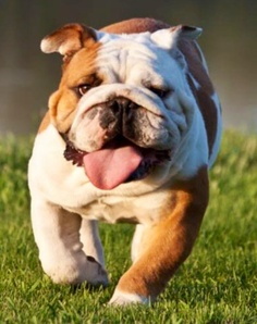 How fast can a English Bulldog run?