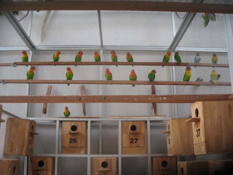The Best Size Cage for a Lovebird Love Bird Breeding
