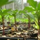 Cuidado de plantas en invierno y del viento Cuidado de plantines en invierno y del viento