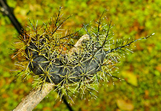 اللانوميا حيوان لا تستطيع تمييزه له اشواك تظنها جزء من شجرة!