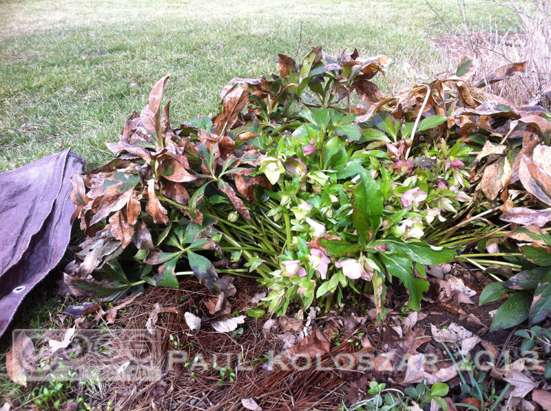 Plant Inventory At 20 Timothy Lindera Benzoin Spicebush