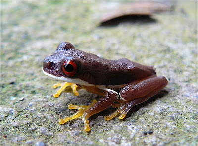 Brown frog with red eyes in Costa Rica
