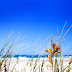 Wallpaper Clear Beach Sky