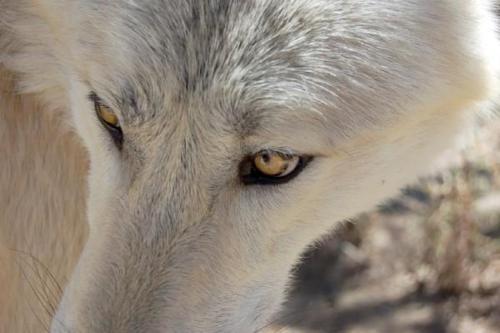 amber wolf eyes