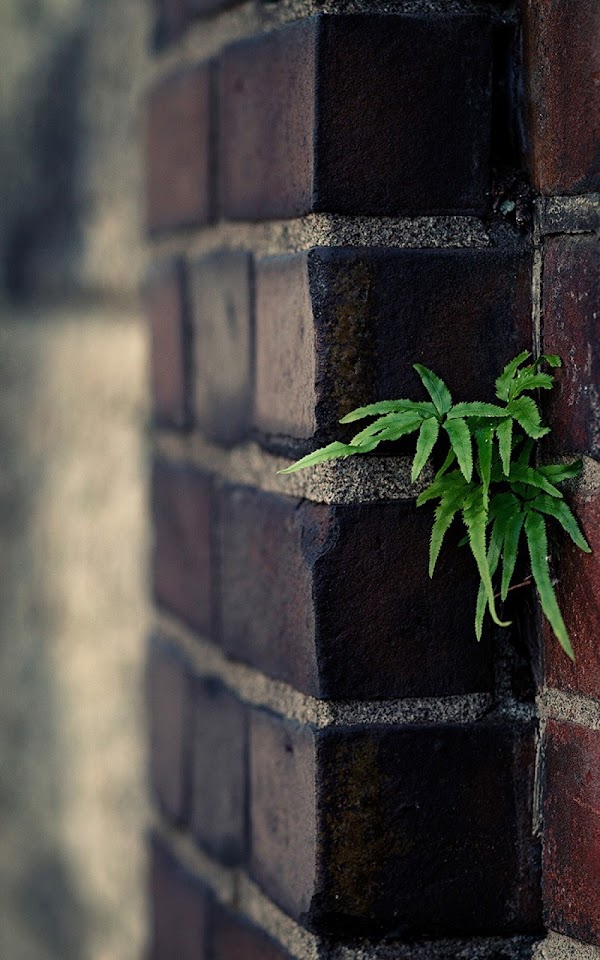 Depth Of Field Plant On Brick Wall Android Wallpaper