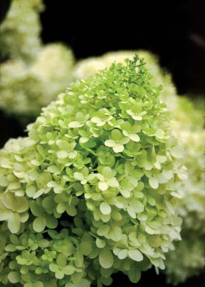 Climbing Hydrangea Stock Photos Climbing Hydrangea Stock Images
