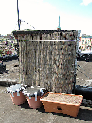 Bucolic Bushwick Rooftop Vegetable Garden 2011