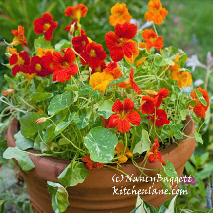 Image result for define nasturtium