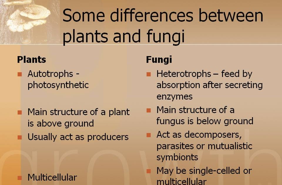 Sutton's AP Biology Wednesday Plant Diversity and Fungi!