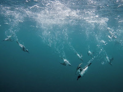 I'm Curious Too: Why Don't Penguins Fly?
