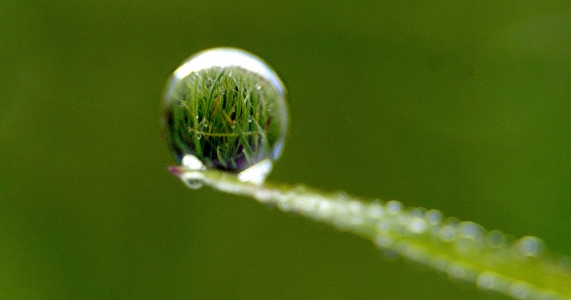 Dew Drops... :)